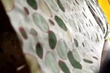 الرجل سكسي محرم مترجم يلعق قبعة امرأة بالغة بجانب المسبح
